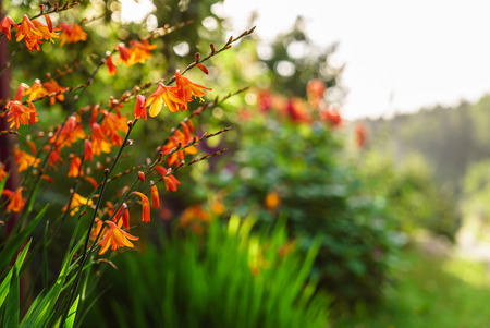 summer garden with flowersの写真素材