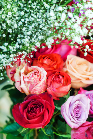 fresh roses closeupの写真素材