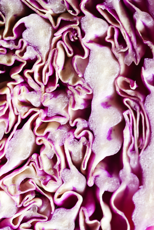 purple chinese cabbageの写真素材