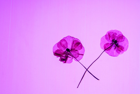 dry poppy flowersの写真素材