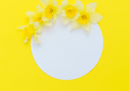 fresh narcissus flowers の写真素材
