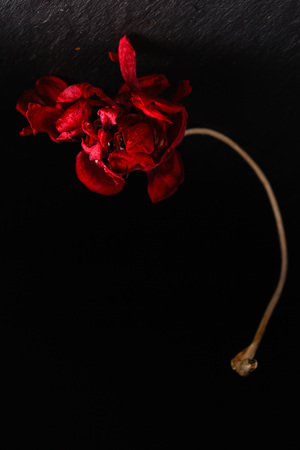 dry tulips on the black backgroundの写真素材