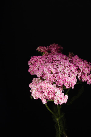 yarrow flower closeupの写真素材