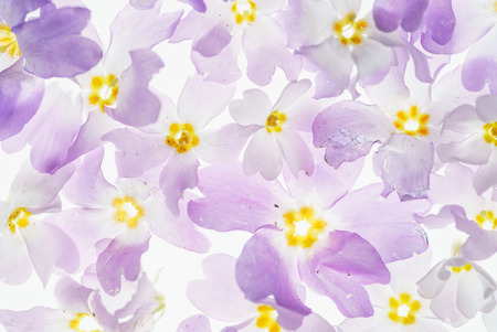 nice spring flowers on the whiteの写真素材