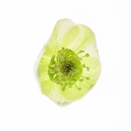 hellebore flower on the whiteの写真素材