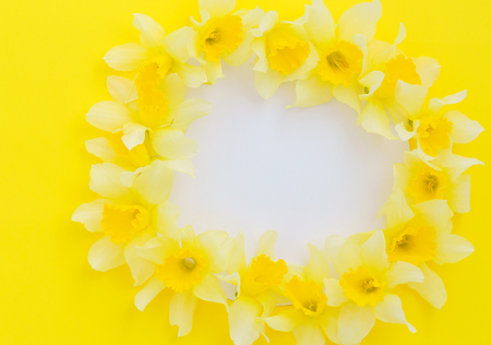 fresh narcissus flowers の写真素材