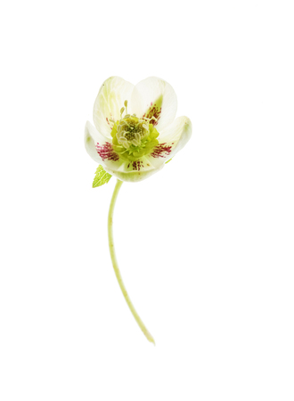 hellebore flower on the whiteの写真素材