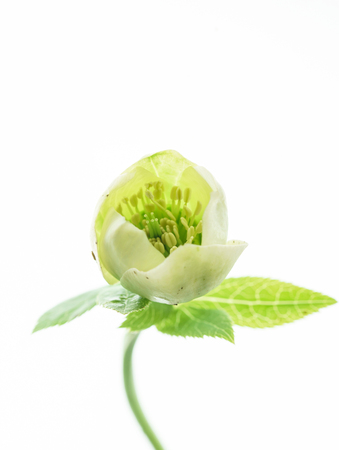 hellebore flower on the whiteの写真素材