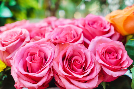 fresh roses closeupの写真素材