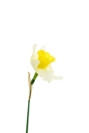 fresh narcissus flowers の写真素材