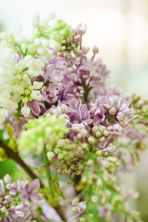lilac flowers closeupの写真素材