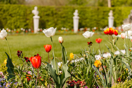 spring garden with flowersの写真素材