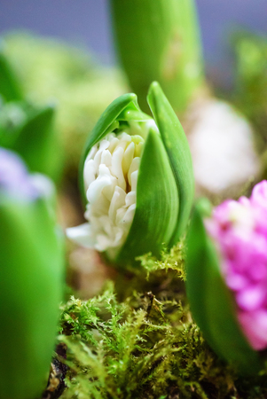 young multicolored hyacinthの写真素材
