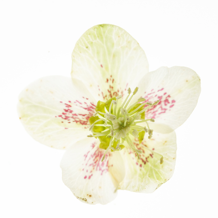 hellebore flower on the whiteの写真素材