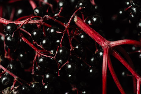 fresh elderberry closeup