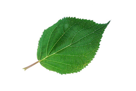 leaf isolated on the white
