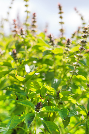 basil plants closeupの写真素材