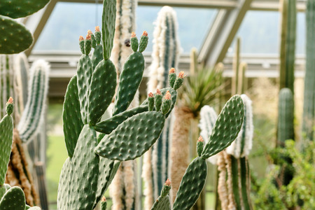 cactus collection in a greenhouseの写真素材