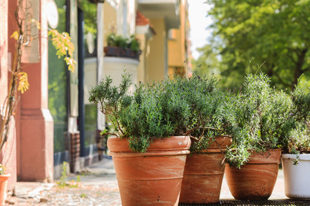 plants in the pots outdoorの写真素材