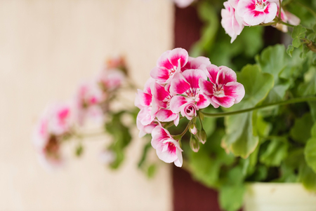 geranium flowers in potの写真素材