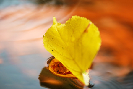 leaf shipの写真素材