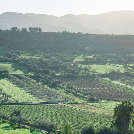 vineyard in Italyの写真素材
