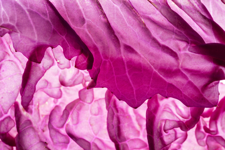 purple chinese cabbageの写真素材