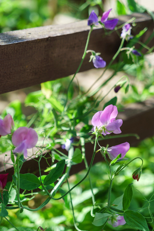 pea flowers in gardenの写真素材