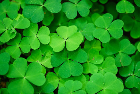 clover leaves closeup