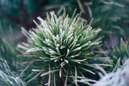 frosty pine branch