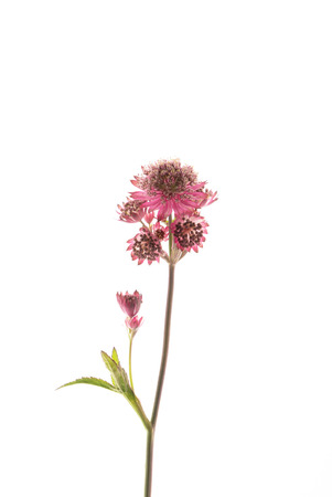 astrantia flower isolatedの写真素材