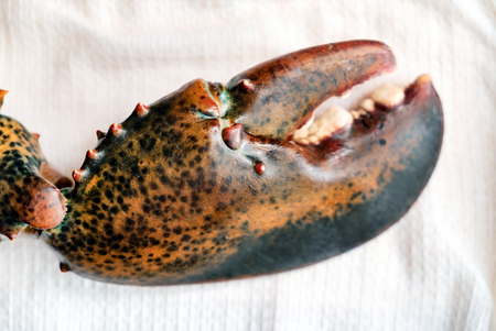 raw lobster on tableの写真素材