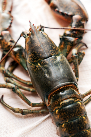 raw lobster on tableの写真素材