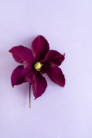 clematis flower on purple backgroundの写真素材