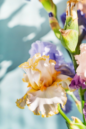 Bunch of coloful fresh irisesの写真素材