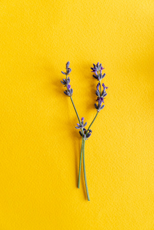 lavender on yellow backgroundの写真素材