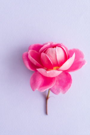 nice pink rosesの写真素材
