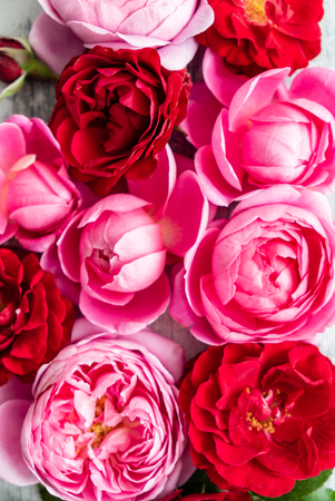 nice fresh rosesの写真素材