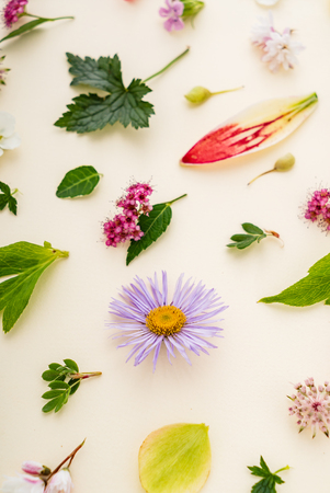 summer flowers and leavesの写真素材