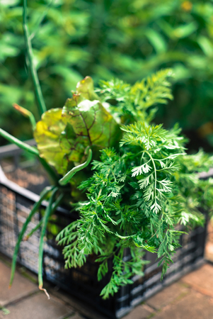 young vegetables in the gardenの写真素材