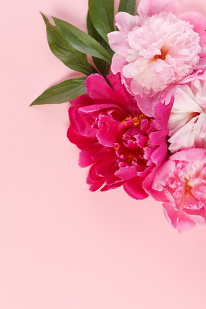 nice peonies on pink backgroundの写真素材