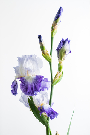 iris isolated on whiteの写真素材