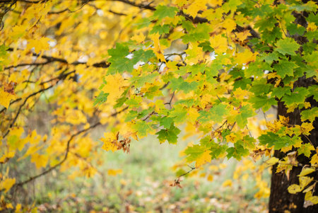 nice autumn landscape