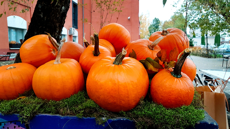 Harvest of pumpkinsの写真素材