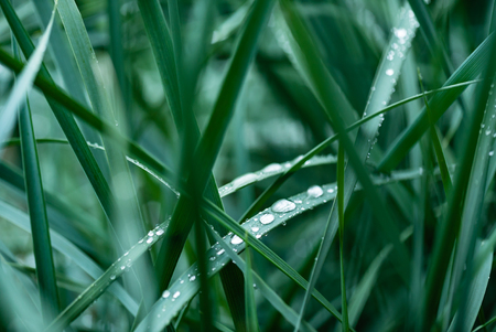 grass with water dropsの写真素材
