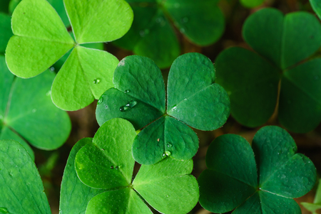 Clover Leaves for Green background with three-leaved shamrocks.Patrick's day holiday symbol. - Imageの写真素材