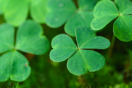 Clover Leaves for Green background with three-leaved shamrocks.Patrick's day holiday symbol. - Imageの写真素材