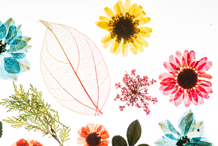 colorful flowers on the white backgroundの写真素材
