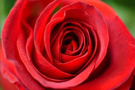 Rose flower closeupの写真素材