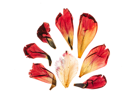 Dried tulip petals on the whiteの写真素材